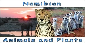 Namibian Animals