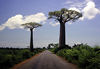 Huge baobabs from the western coast.