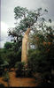 A baobab in the south western semidesert.
