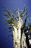 Note the leaves and thorns on this Didiera.