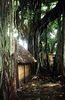 These banyam trees are  not endemic to Madagascar.