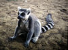 Lemur Cattus
