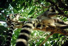 Lemur Cattus