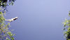 Sifakas are amazing jumpers.