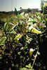 Pitcher plants